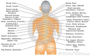spine-organ-correlation-connected-all-organs-can-cause-pain-different-parts-body-autonomic-nervous-62368019