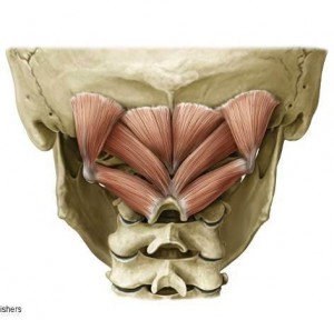 suboccipital_muscles1310445658559